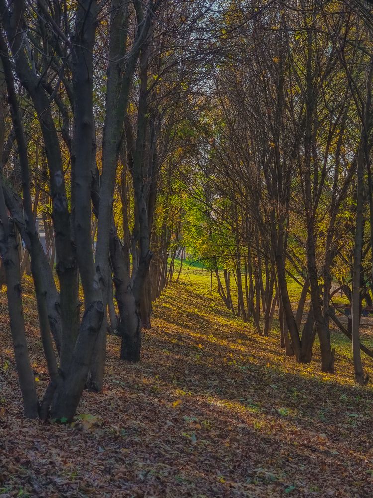 Фотография автора Светлана Алексеева