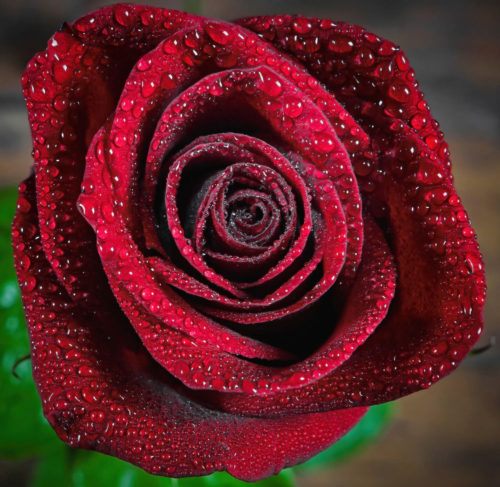 Photograph by Davide Poletto