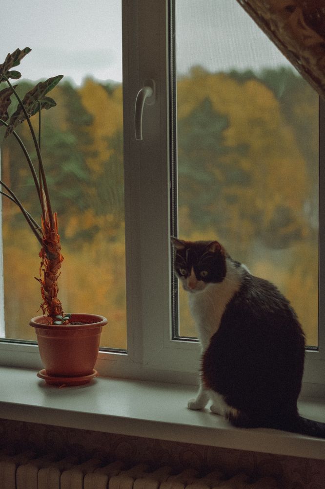 Фотография автора Ксения Вабищевич