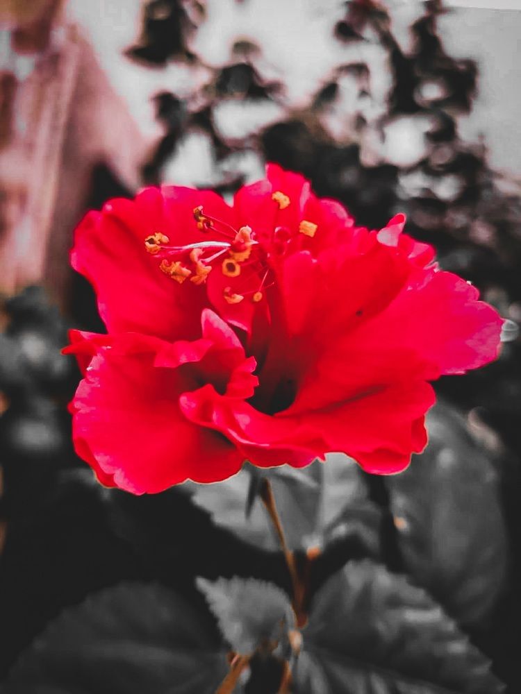 Photograph by Ambewadikar sourabh