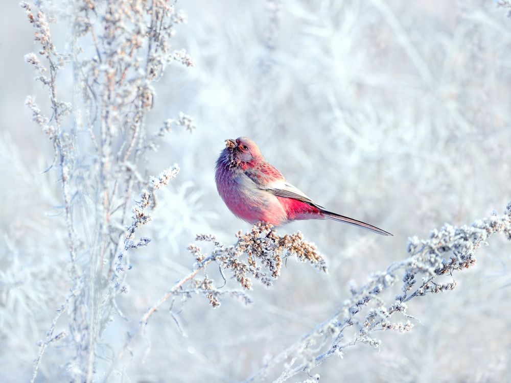 На зимнем лугу