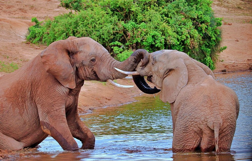 Elephants in the water