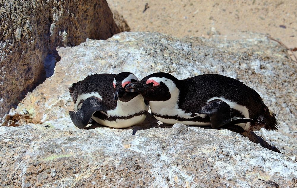 Penguins couple