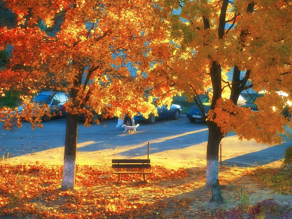 «Клены выкрасили город колдовским каким-то цветом -