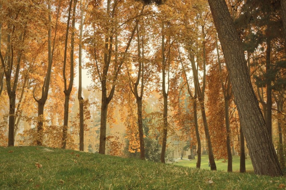 Photograph by Arezoo Samiadel
