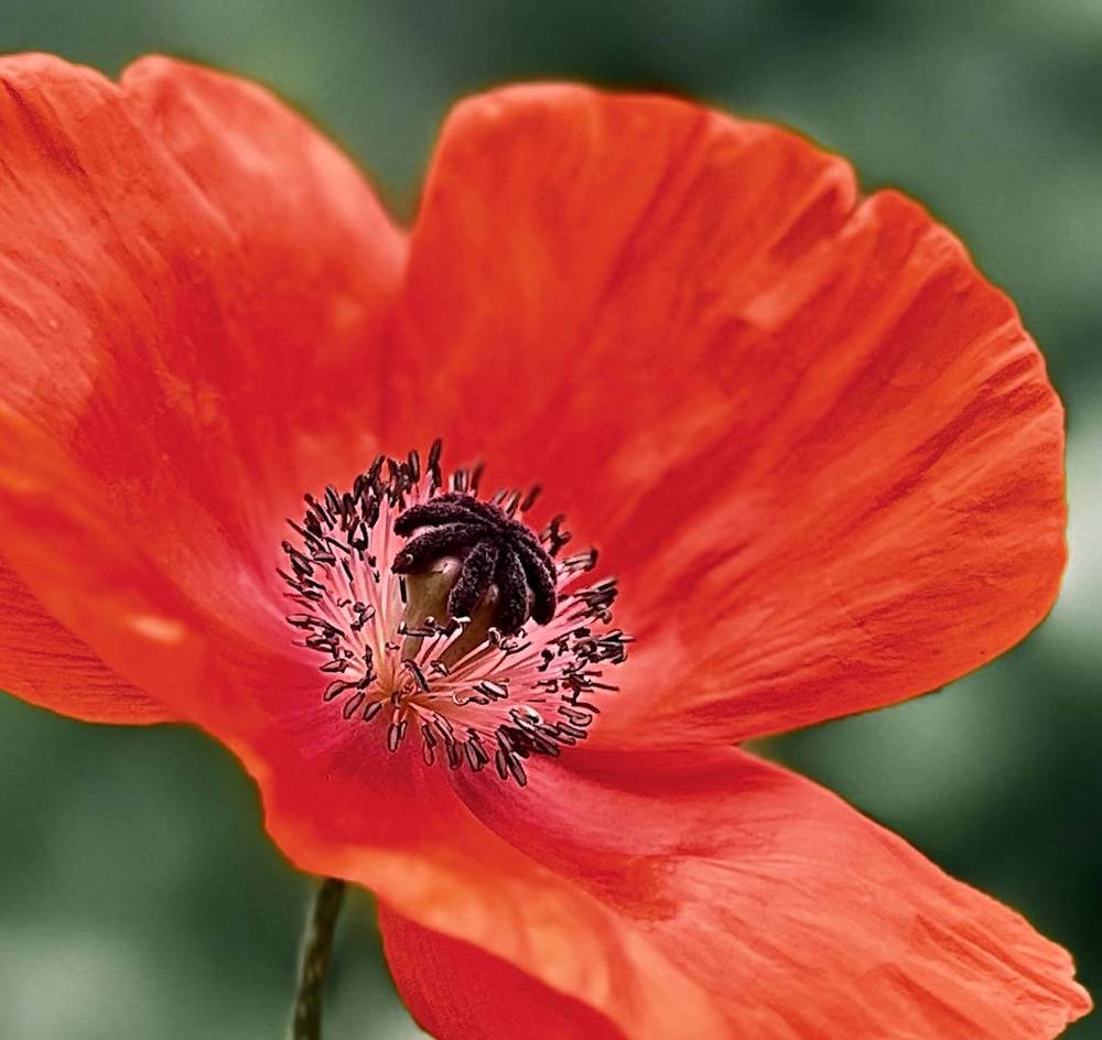 Photograph by Гуляева Светлана