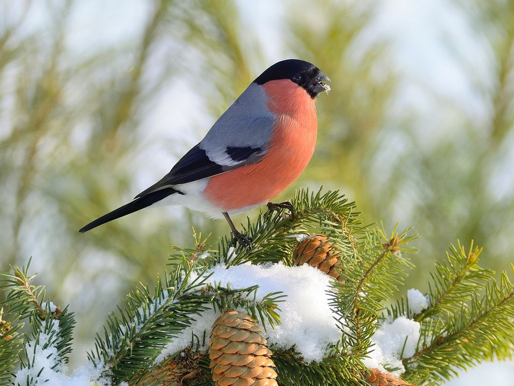 Зимняя сказка