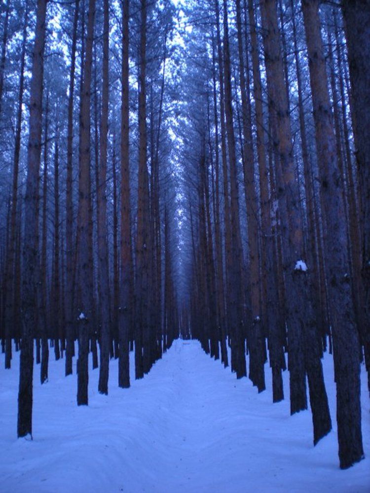 Вечер в лесу