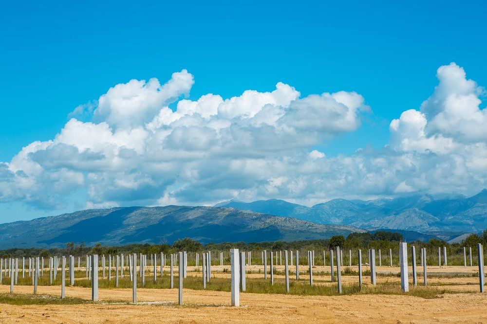 Современный лес