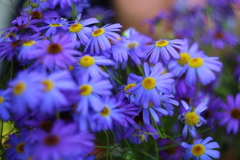 Сазикова Анастасия, Russia