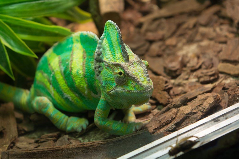 Зверь невиданный.