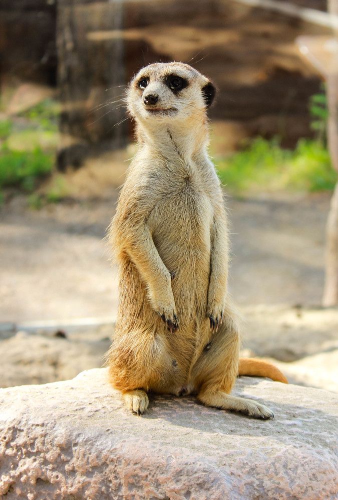 Наблюдатель