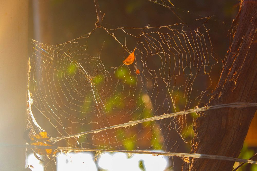 Самый тяжелый плен — паутина. Невидимая, легкая, опутывающая всего тебя. Не больно, но если ты опутан ею в жизни — счастливым не будешь. А попробуй избавиться..