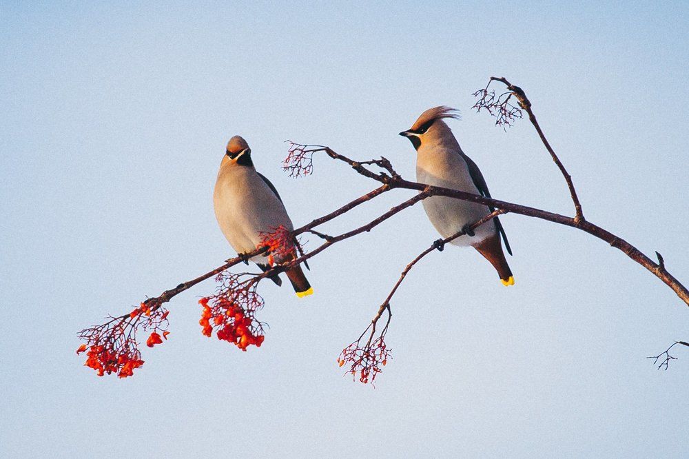 Свиристели