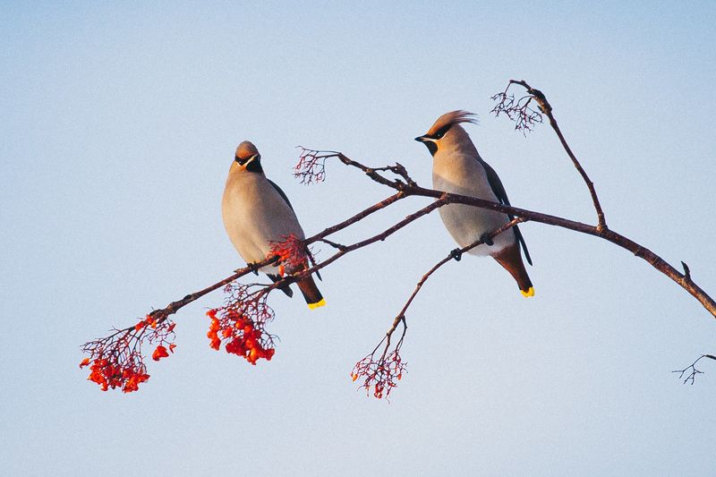 Примак Тимур, Russia