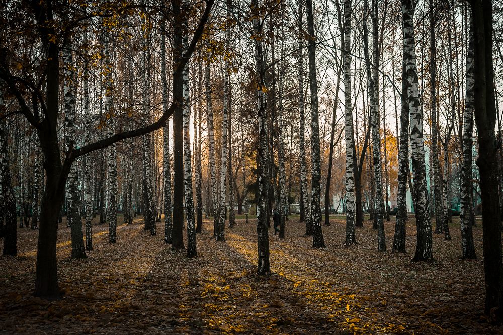 Городская березовая роща