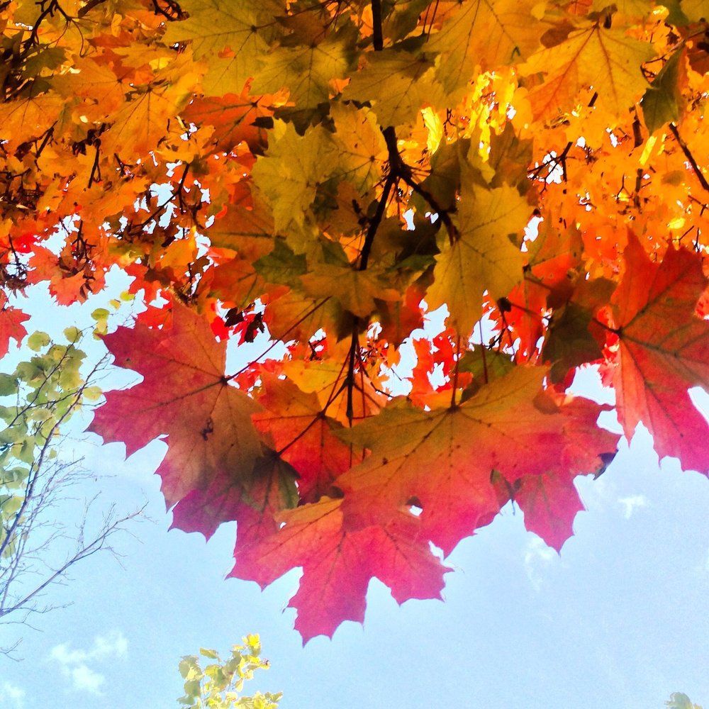 Colors of the nature