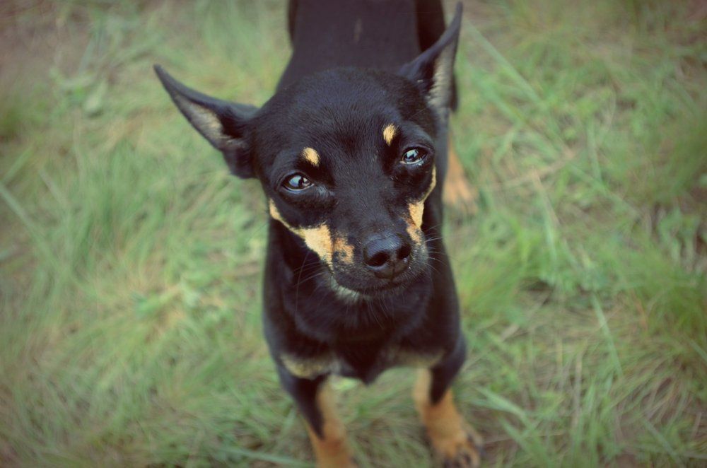 пес смердячий