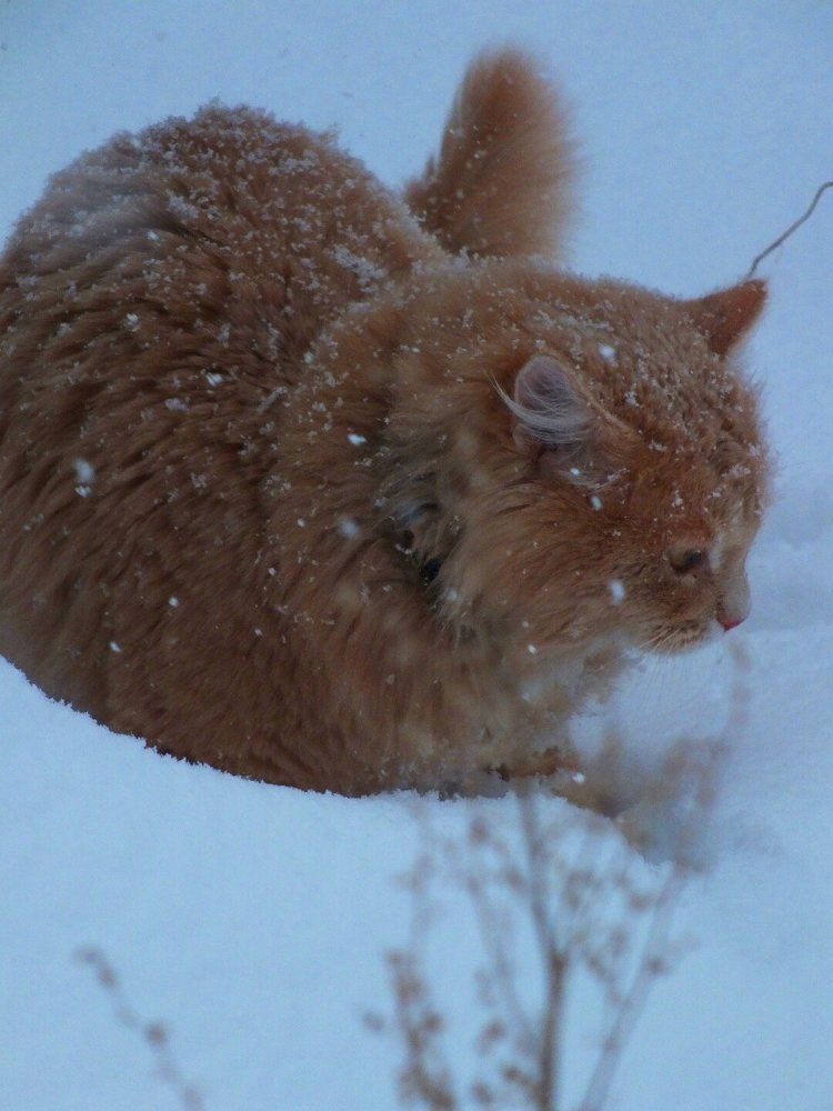 Кот в снегу
