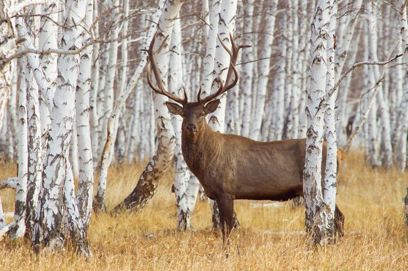 Andrey Krasnikov, Kazakhstan