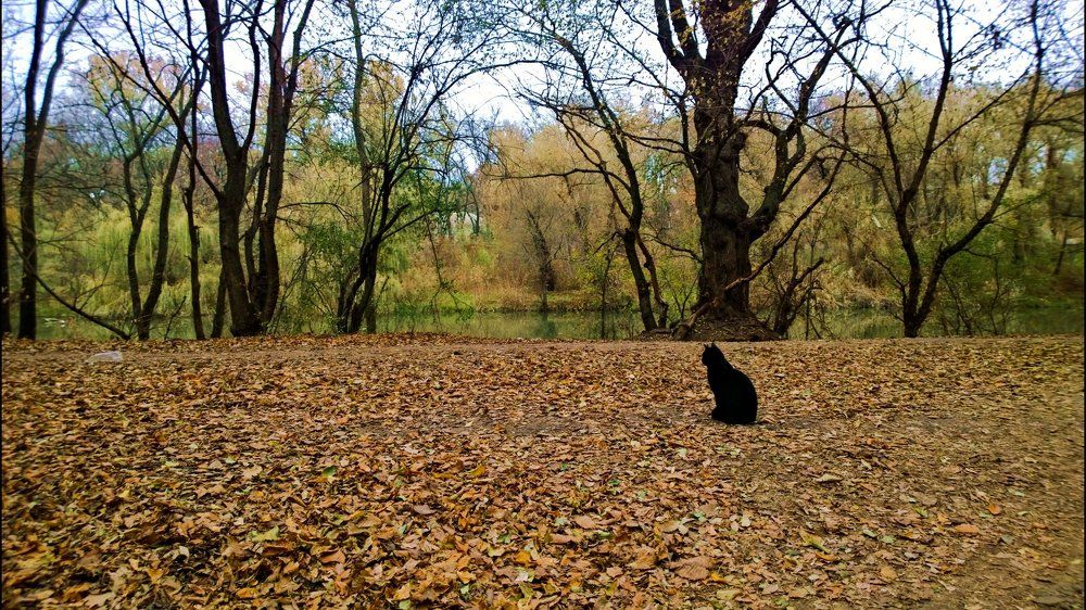Осенний кот