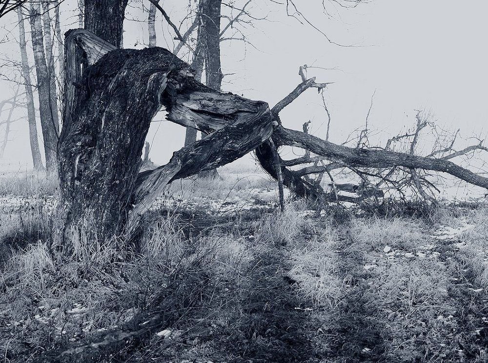 Утром в парке