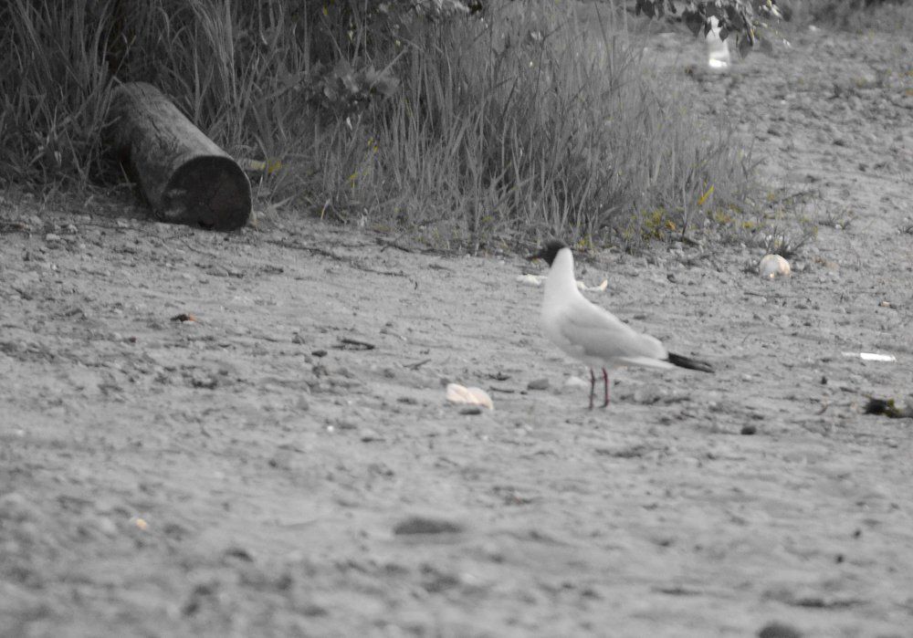 Свобода выбора: земля или воздух?