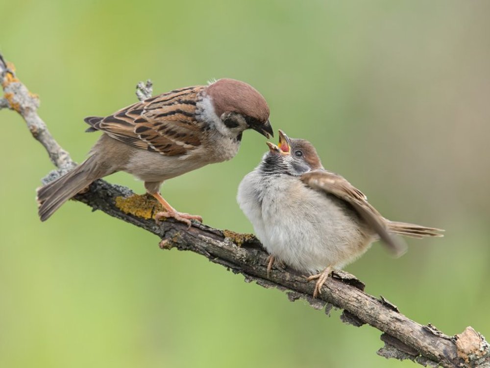Батя, зубы чистил, честное слово.
