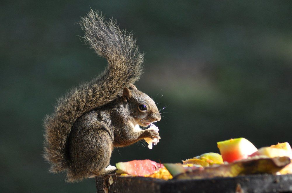 The hungry squirrel