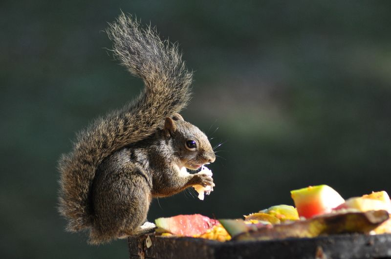 Giselle Altheia, Brazil