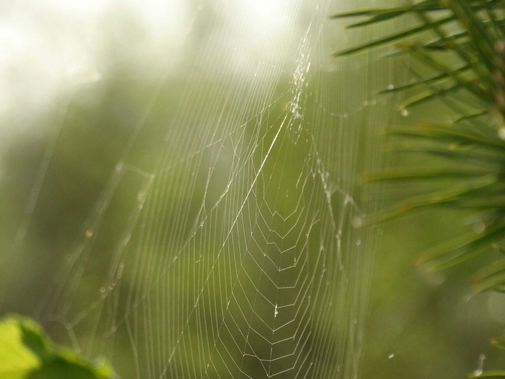 прекрасное есть во всем