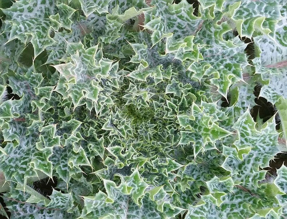 расторопша