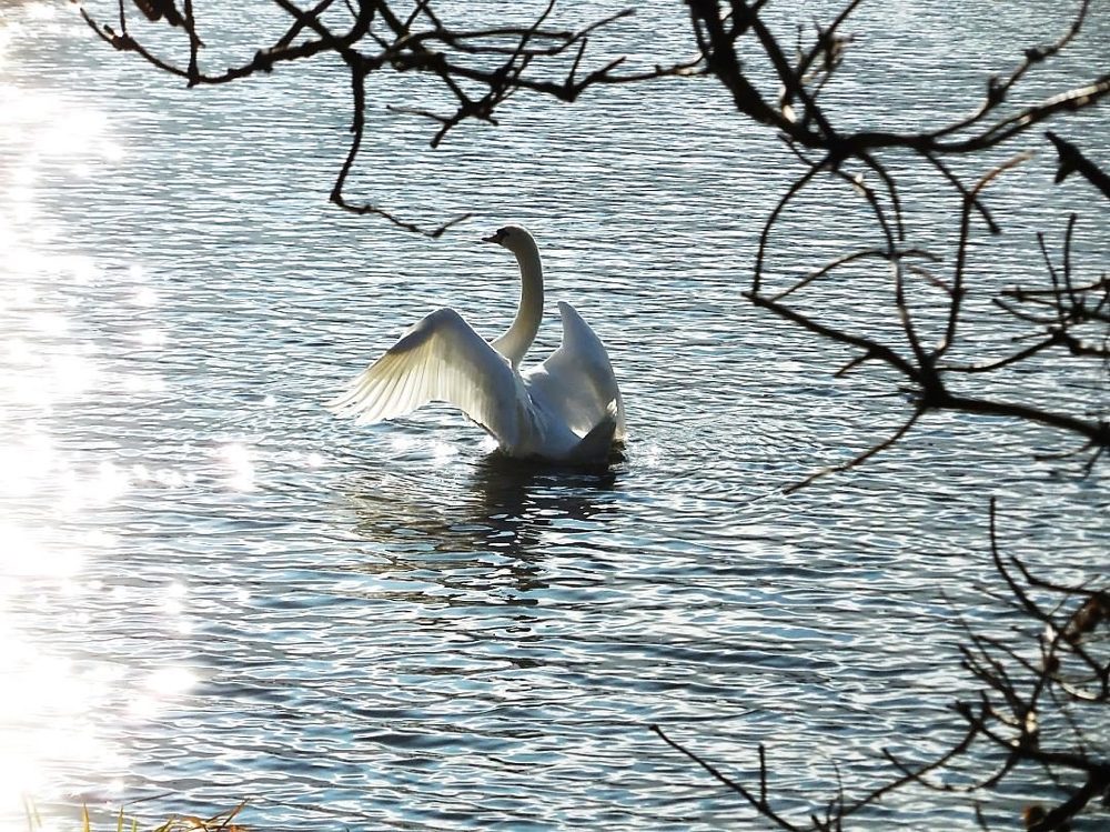 Лебедь в лучах солнца