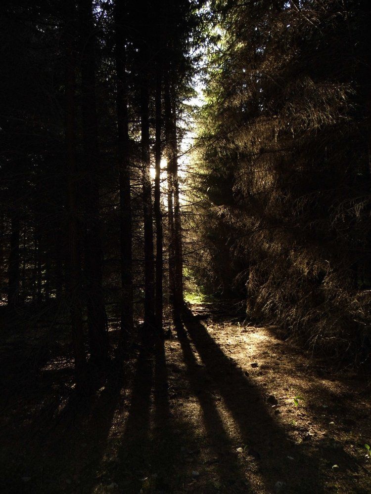 Лучи в лесу