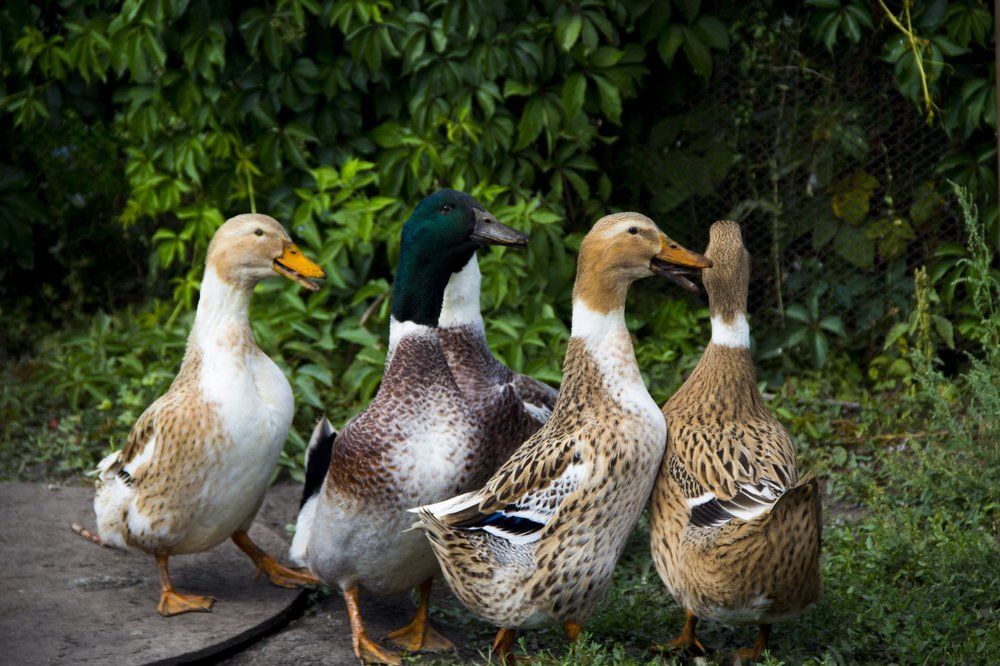 "Жили у бабуси..."