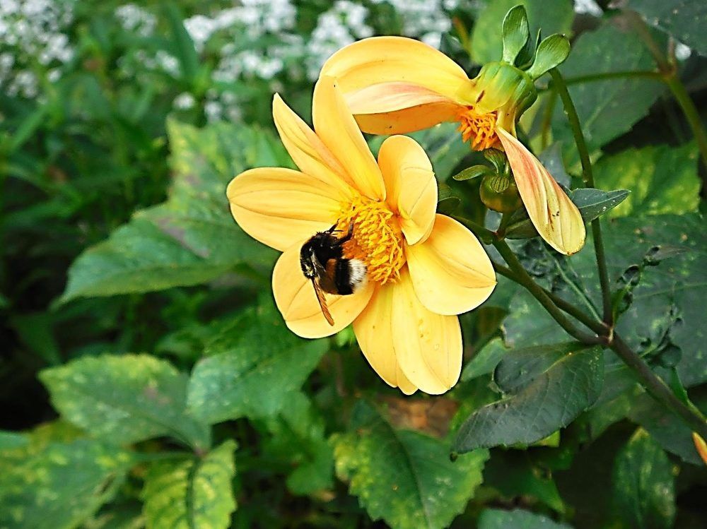 Шмель на цветке