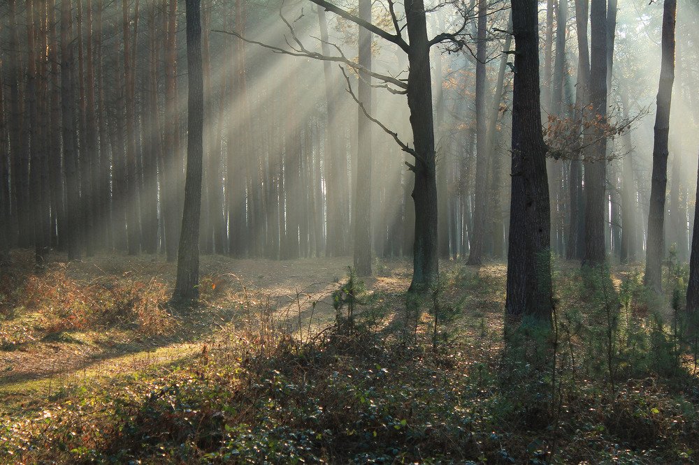 Малахитовых сосен белое серебро