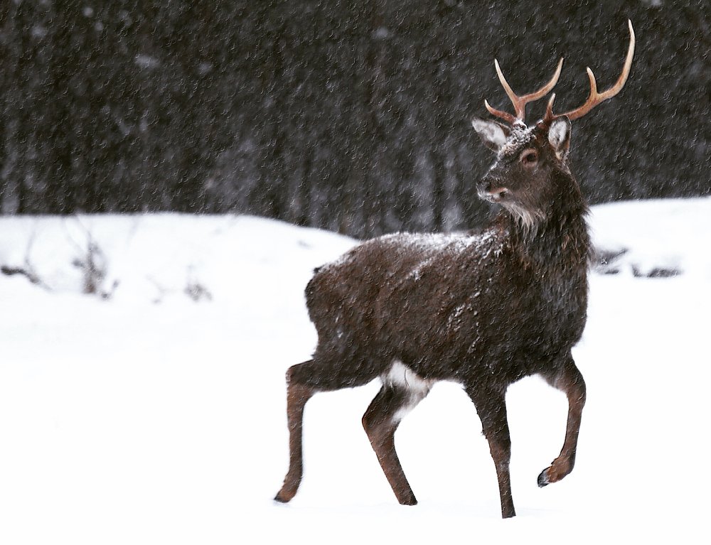Пятнистый олень