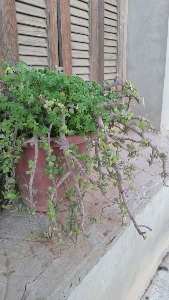 подоконник