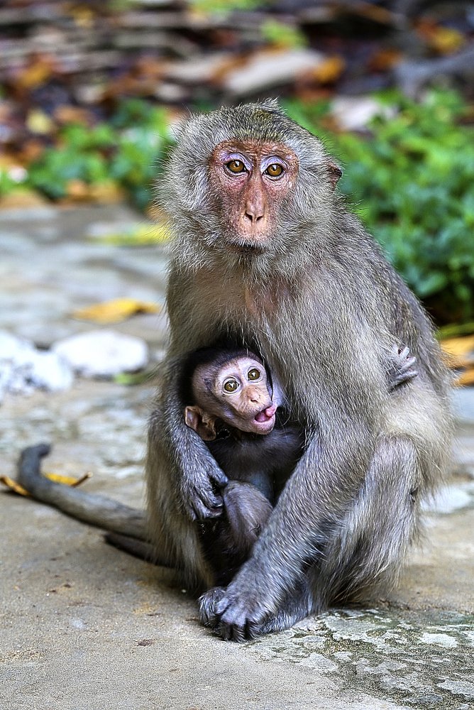 Мадонна с младенцем