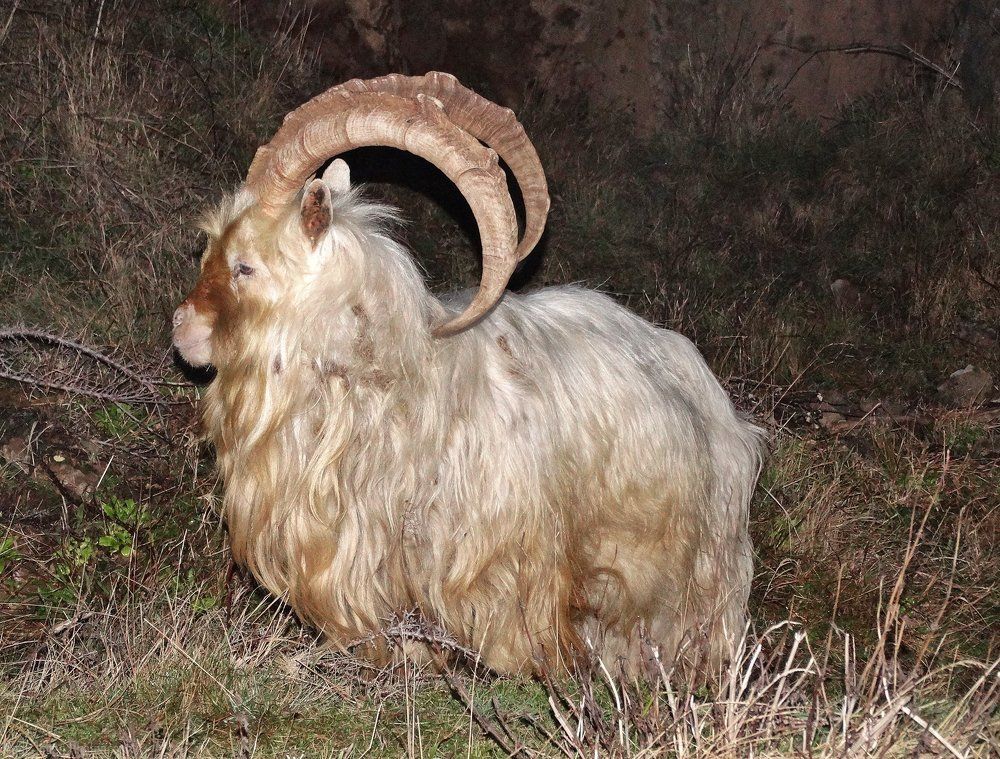 The Great Orme Goat (Rare) The Markhor