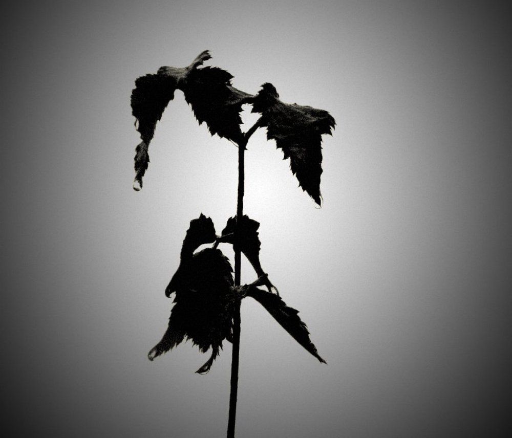 Photograph by Юля Доброольская