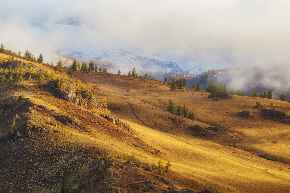 Золото Алтая
