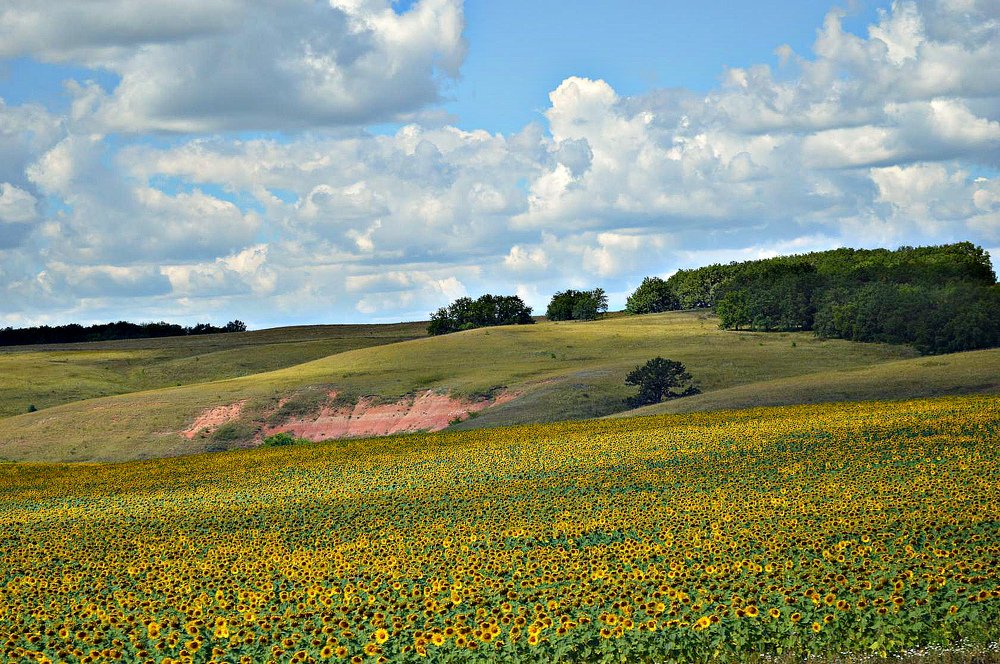Долина подсолнухов
