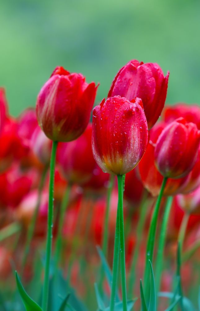 Фотография автора Jian Ma