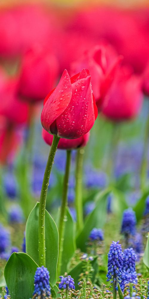 Фотография автора Jian Ma