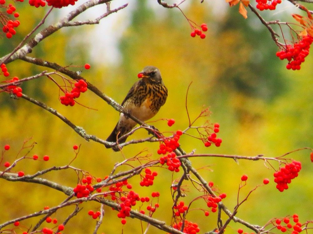 Photograph by Людмила Кононова