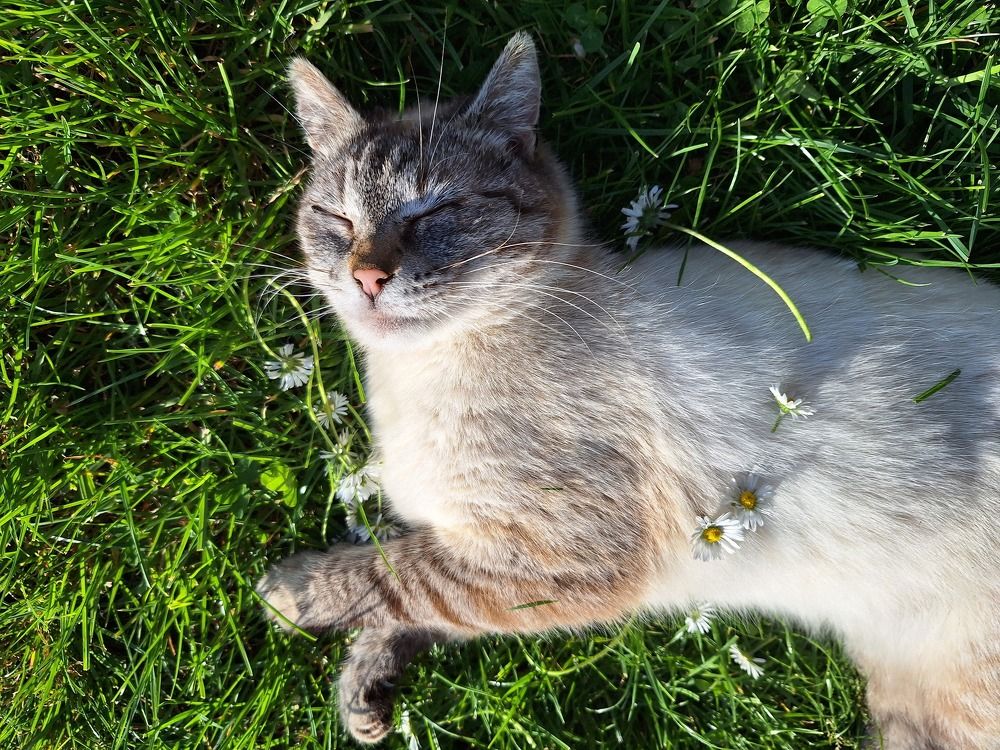 My cat