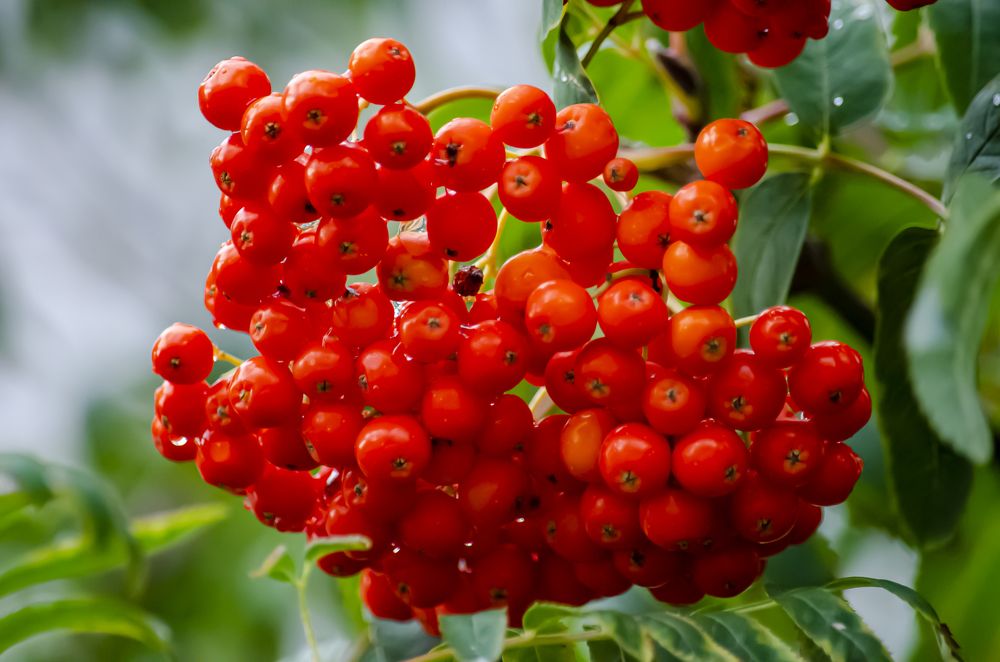 Photograph by Юлиана Иванова