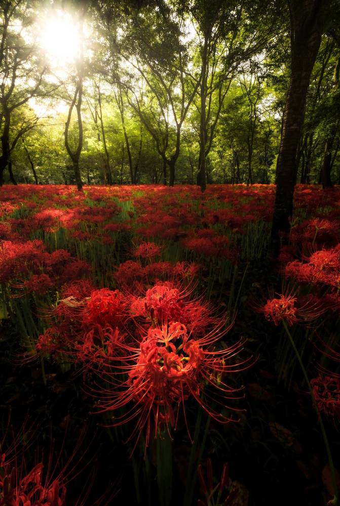 Photograph by Hiroki Matsubara